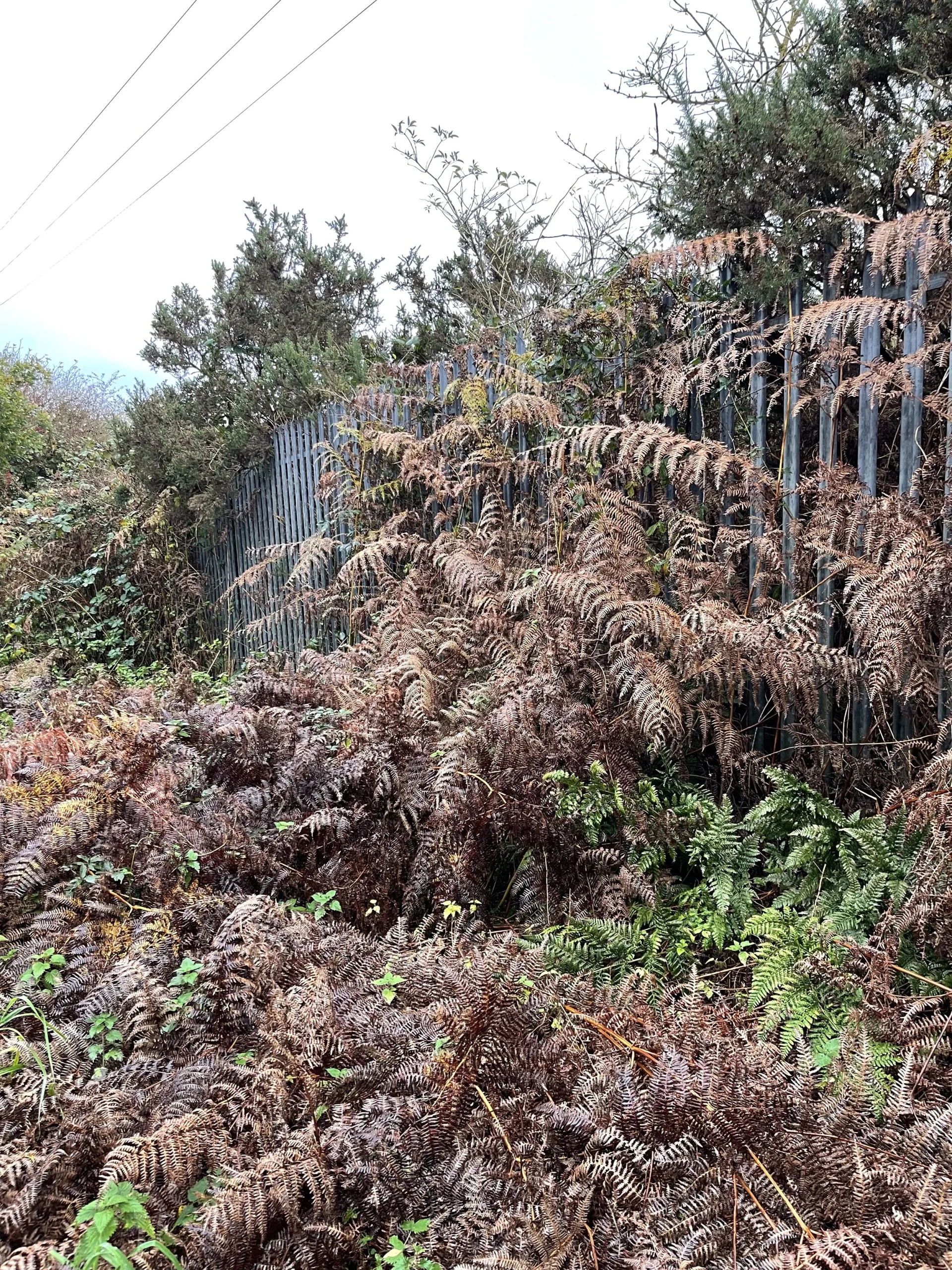  The fern growing through the metal bars, adapting to the environment and metal bars creates an interesting busy texture of escape and humour.  